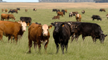 Tritricomonosis bovina: un hallazgo argentino abre nuevas perspectivas para su control