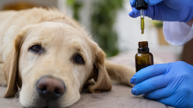 Cannabis medicinal: Mendoza crea el primer registro para pacientes veterinarios del país