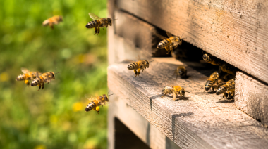 ¿Las colmenas modernas ponen en riesgo a las abejas?