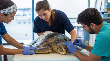 El papel clave de la medicina veterinaria en la protección marina