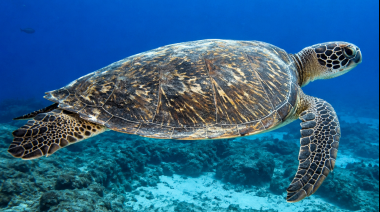 El desafío veterinario de salvar a las tortugas marinas en Argentina