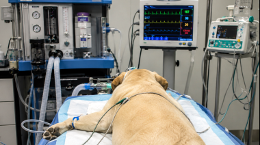 Hipotensión durante la anestesia: identifican factores de riesgo y medidas de protección en perros