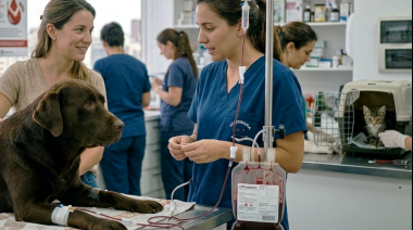 CABA crea un registro oficial de donantes de sangre para perros y gatos