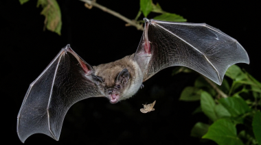 Nuevas pistas sobre la alimentación de los murciélagos insectívoros