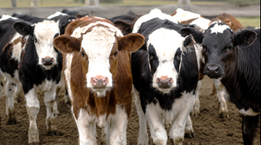Avanzan en una vacuna bovina para reducir el riesgo de Síndrome Urémico Hemolítico