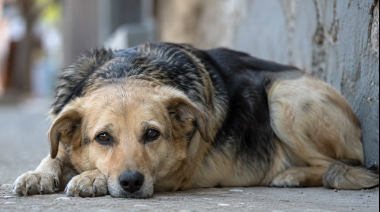 Que ningún perro tenga que vivir en la calle
