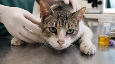 Histoplasmosis felina: nuevas recomendaciones para su diagnóstico