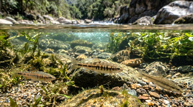 Descubren tres nuevas especies de peces de agua dulce en Argentina