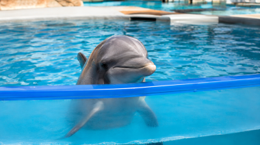 Delfines: cada vez más voces reclaman el fin del cautiverio