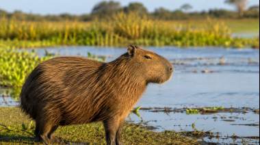 Carpinchos: entre la conservación y la convivencia