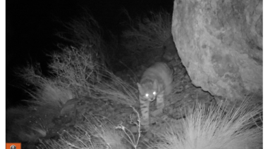 Un nuevo registro confirma la presencia del gato andino en el sur de Mendoza