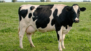 Nuevas reglas para el diagnóstico de brucelosis bovina