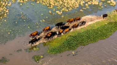 Alerta por El Niño en el Noreste: recomendaciones del Senasa para proteger al ganado ante posibles inundaciones