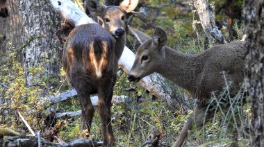 Huemul: una especie al borde de la extinción que busca recuperar su futuro