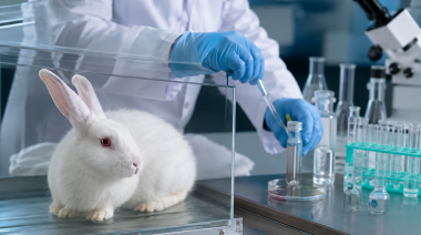 Argentina avanza hacia la prohibición del testeo de cosméticos en animales