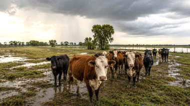 El fenómeno de El Niño vuelve a desafiar la sanidad animal