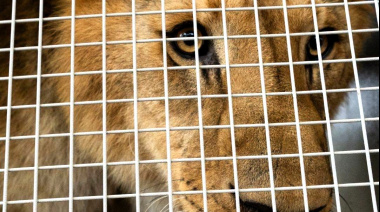 30 grandes felinos fueron trasladados del ex Zoo de Luján a santuarios