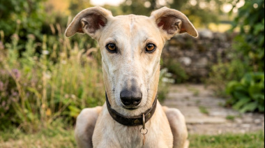 Chile dio un paso clave para prohibir las carreras de perros