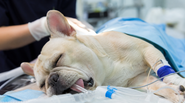 Cirugía de BOAS en perros: los factores que definen el pronóstico