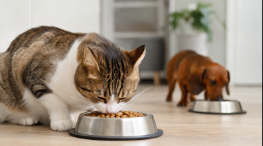 Afecciones urinarias: entre las diez principales causas de consulta veterinaria en el mundo