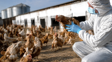 Bioseguridad: la primera barrera frente a la influenza aviar