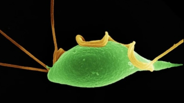 Un descubrimiento abre nuevas posibilidades para combatir la tricomonosis bovina