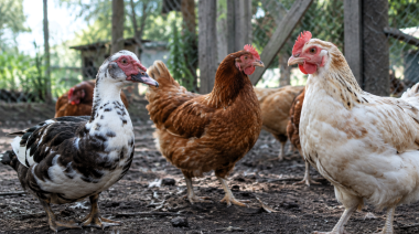 Detectan influenza aviar en aves de traspatio en Carlos Spegazzini