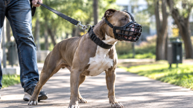 Proponen un registro nacional y seguro obligatorio para perros potencialmente peligrosos