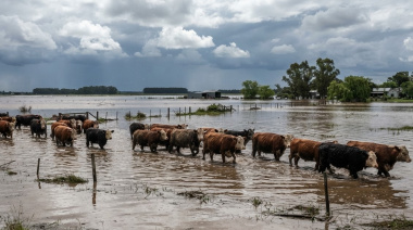 Anticiparse al agua: claves sanitarias del INTA para proteger al rodeo