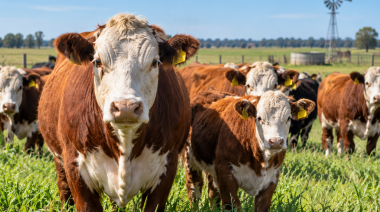 SENASA reglamentó la libre elección de veterinarios para la vacunación contra la fiebre aftosa y la brucelosis bovina