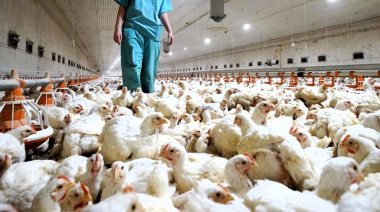 Newcastle: el SENASA implementa medidas sanitarias ante un brote en Brasil