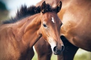 Identifican el primer caso de síndrome del potro frágil en caballos de pura sangre