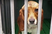 Conmoción en España por 32 cachorros sometidos a experimentos que serían sacrificados