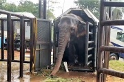 Pocha y Guillermina finalmente llegaron al Santuario de Elefantes Brasil