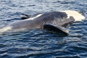 Aparecieron 6 ballenas muertas en la Península Valdés