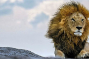 Murió la más icónica atracción turística del Parque Nacional más visitado de Tanzania