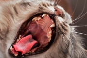 Determinan los factores de riesgo de las enfermedades dentales de los gatos