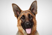 En homenaje a Chonino se celebra el Día Nacional del Perro en Argentina