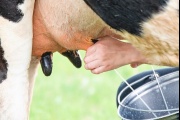 El Senasa recuerda la importancia de la prevención de enfermedades en bovinos para la producción láctea argentina