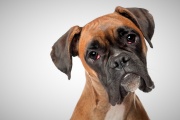 Determinan los trastornos de salud más comunes en perros de raza bóxer