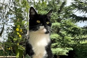 Nuevas directrices sobre peritonitis infecciosa felina
