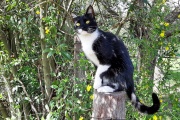 Confirman caso de rabia felina en Mar Chiquita