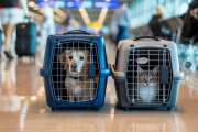 Certificado Veterinario Internacional: cómo tramitarlo antes de viajar al exterior con perros y gatos