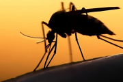 Revelan el origen global del mosquito del dengue