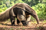 Oso Hormiguero: El desafío de conservar a uno de los mamíferos más singulares de Sudamérica