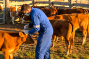 Senasa confirmó el nuevo ciclo de vacunación 2026 contra la fiebre aftosa y la brucelosis bovina