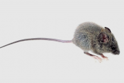 Hantavirus: fallece una mujer en Bariloche por la enfermedad y otras personas están en observación