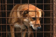 Día del Animal: ¿Por qué se celebra en Argentina?