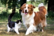 El "buen vivir": un enfoque integral en la salud de los animales de compañía