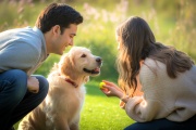 Cómo lograr una experiencia exitosa entre tutores y animales de compañía